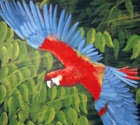 Print Title: The Parrot by Sam Alex